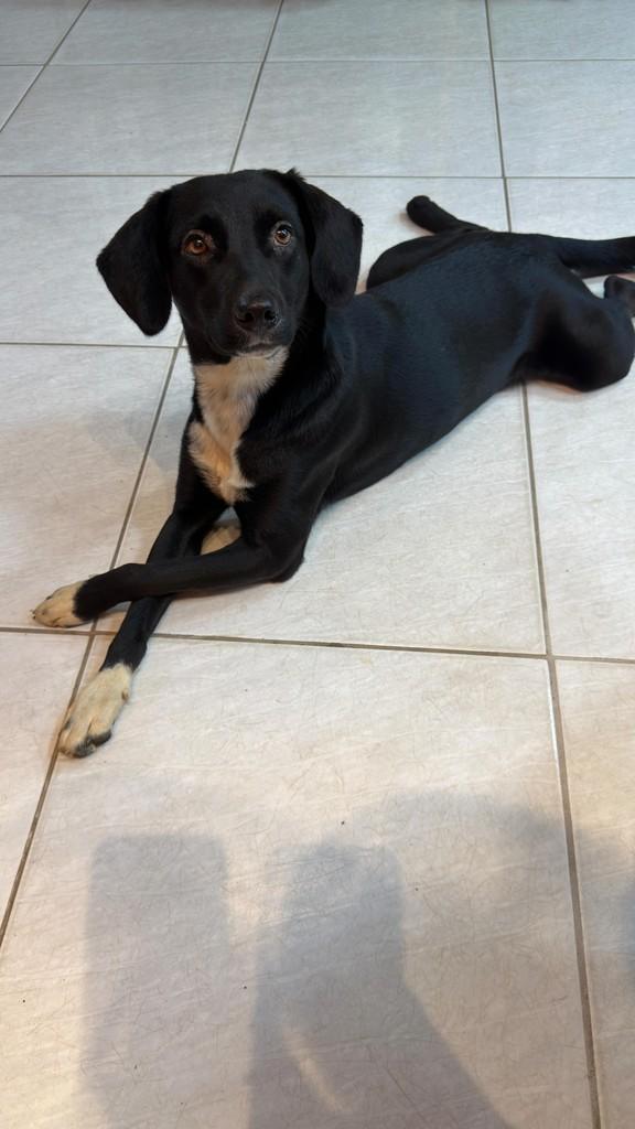 Irmãzinha do Pirata, cachorro de porte médio para adoção em Tapiratiba - SP