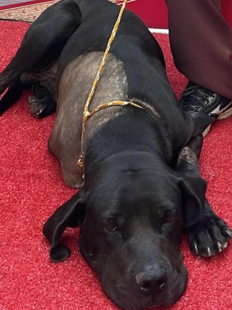 Black, cachorro de porte médio para adoção em Tapiratiba - SP