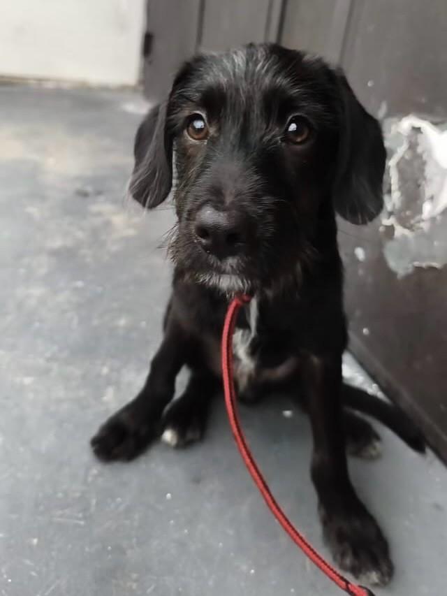 Menininho, cachorro de porte pequeno para adoção em Osasco - SP