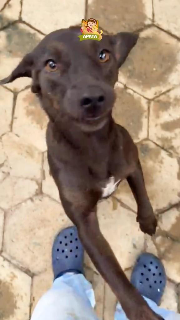 Cachorrinha, cadela de porte médio para adoção em Cajamar - SP