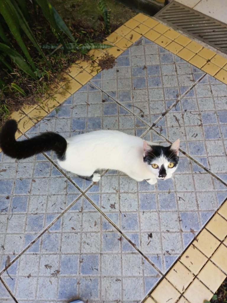 Ela, gata de porte pequeno para adoção em Cajamar - SP