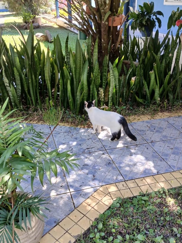 Ela, gata de porte pequeno para adoção em Cajamar - SP — foto 2 de 3