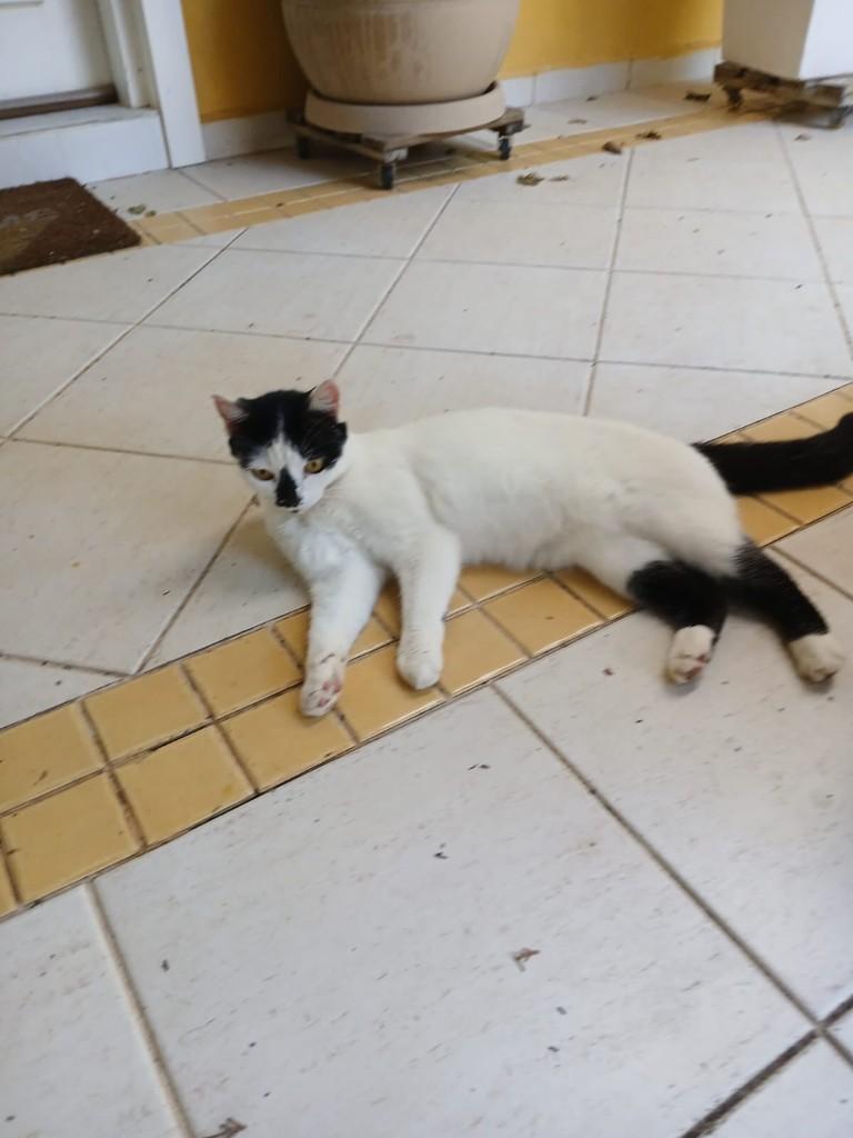 Ela, gata de porte pequeno para adoção em Cajamar - SP — foto 3 de 3