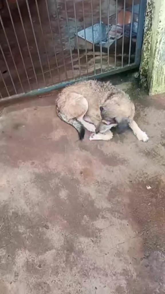 Cachorra, cadela de porte pequeno para adoção em Taquarituba - SP
