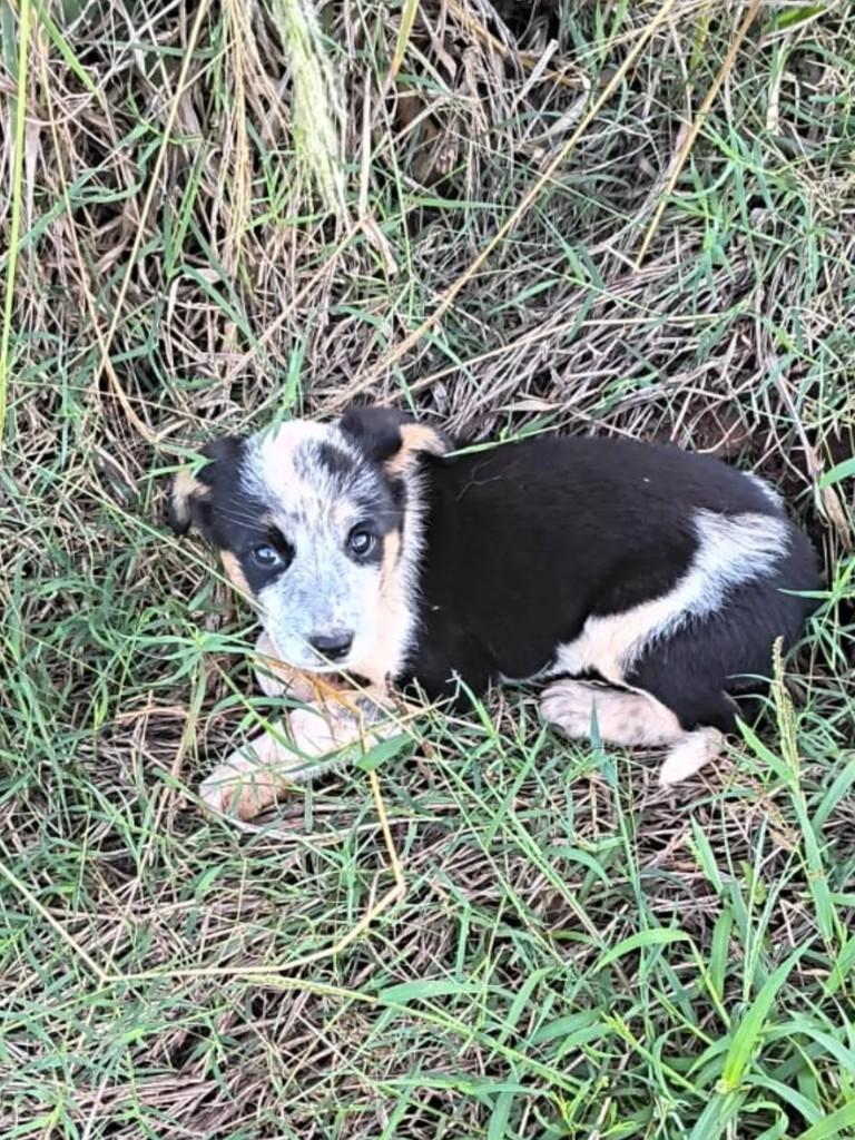 Cachorrinha, cadela de porte pequeno para adoção em Taquarituba - SP