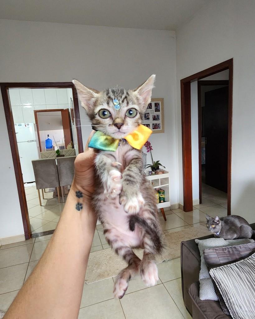 Tigrado, gato de porte pequeno para adoção em Taquarituba - SP