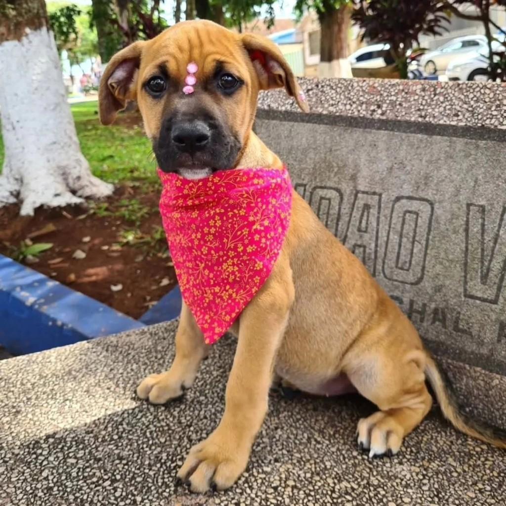 Amarelinha, cachorro de porte grande para adoção em Taquarituba - SP