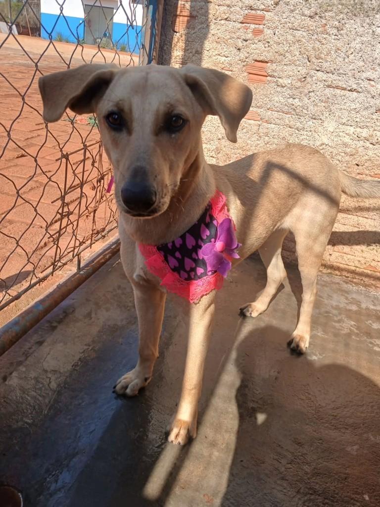 Regiane, cadela de porte pequeno para adoção em Taquarituba - SP