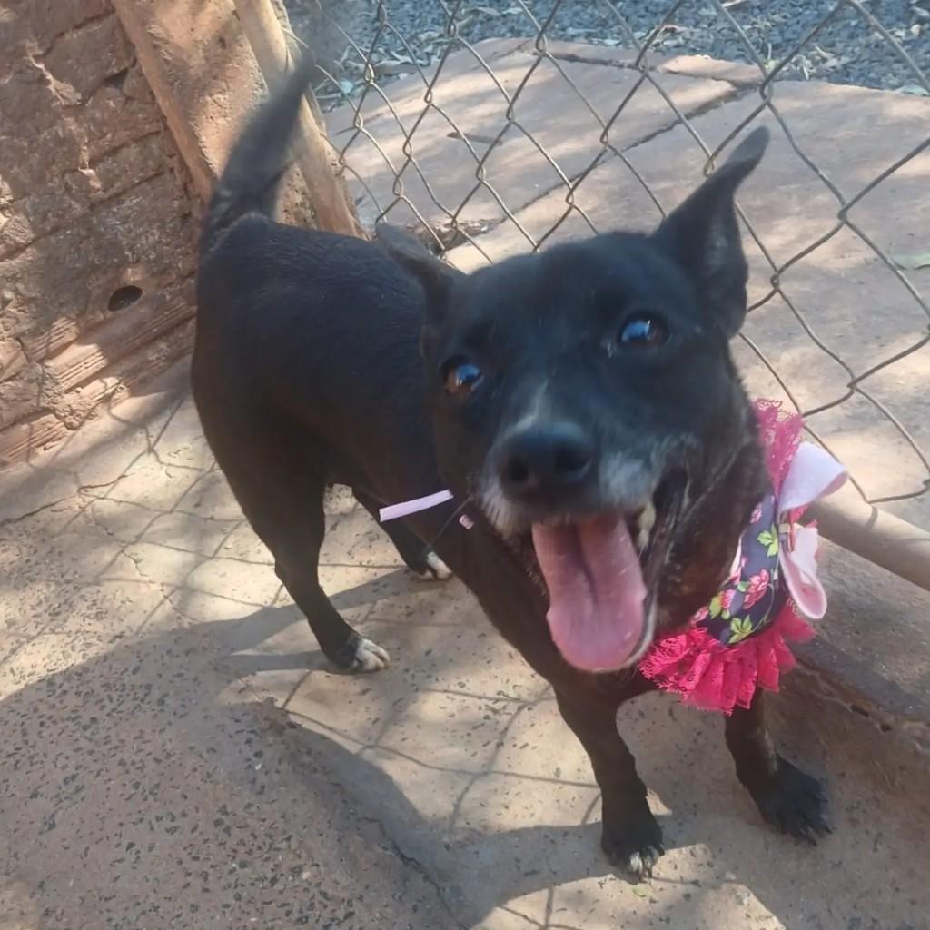 Pretinha, cadela de porte pequeno para adoção em Taquarituba - SP