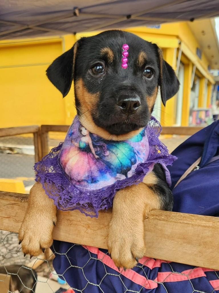 Ela, cadela de porte pequeno para adoção em Taquarituba - SP