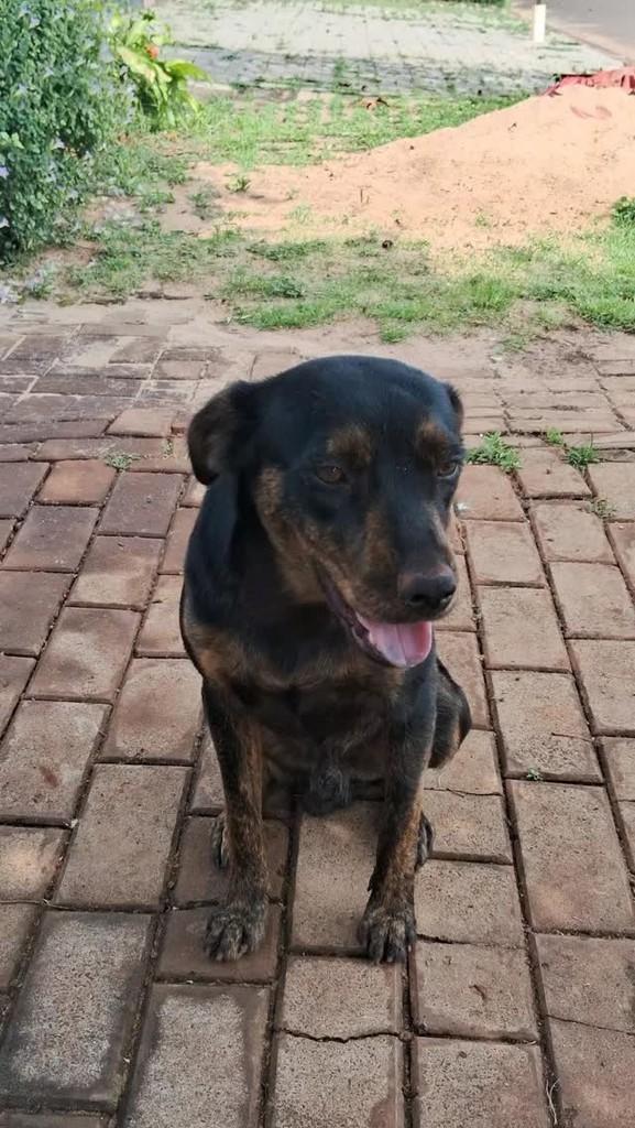 Mocinho, cachorro de porte médio para adoção em Foz do Iguaçu - PR