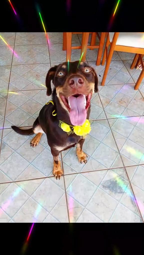 Cacau, cachorro de porte grande para adoção em Foz do Iguaçu - PR