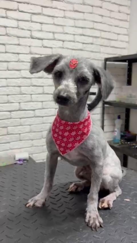 Príncipe, cachorro de porte pequeno para adoção em Capelinha - MG