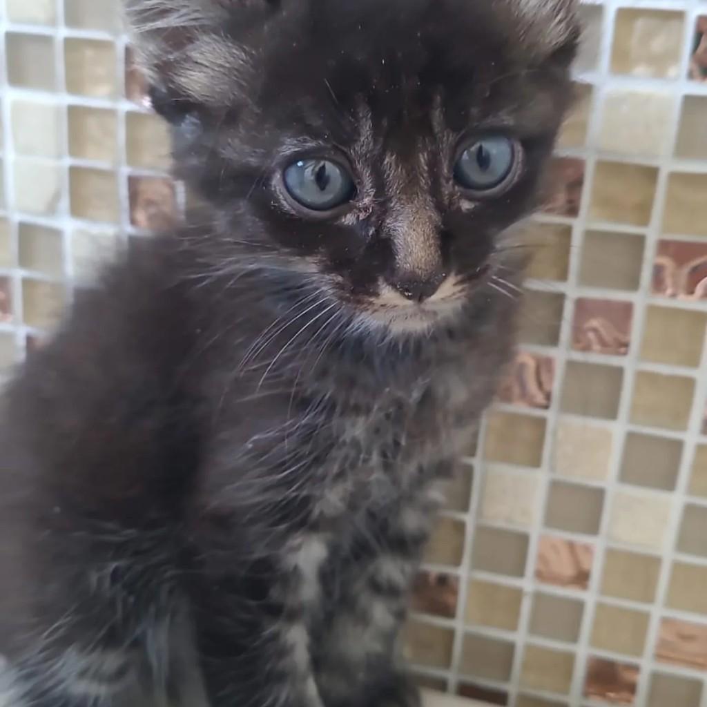 Garrinchinha, gato de porte pequeno para adoção em Jacareí - SP