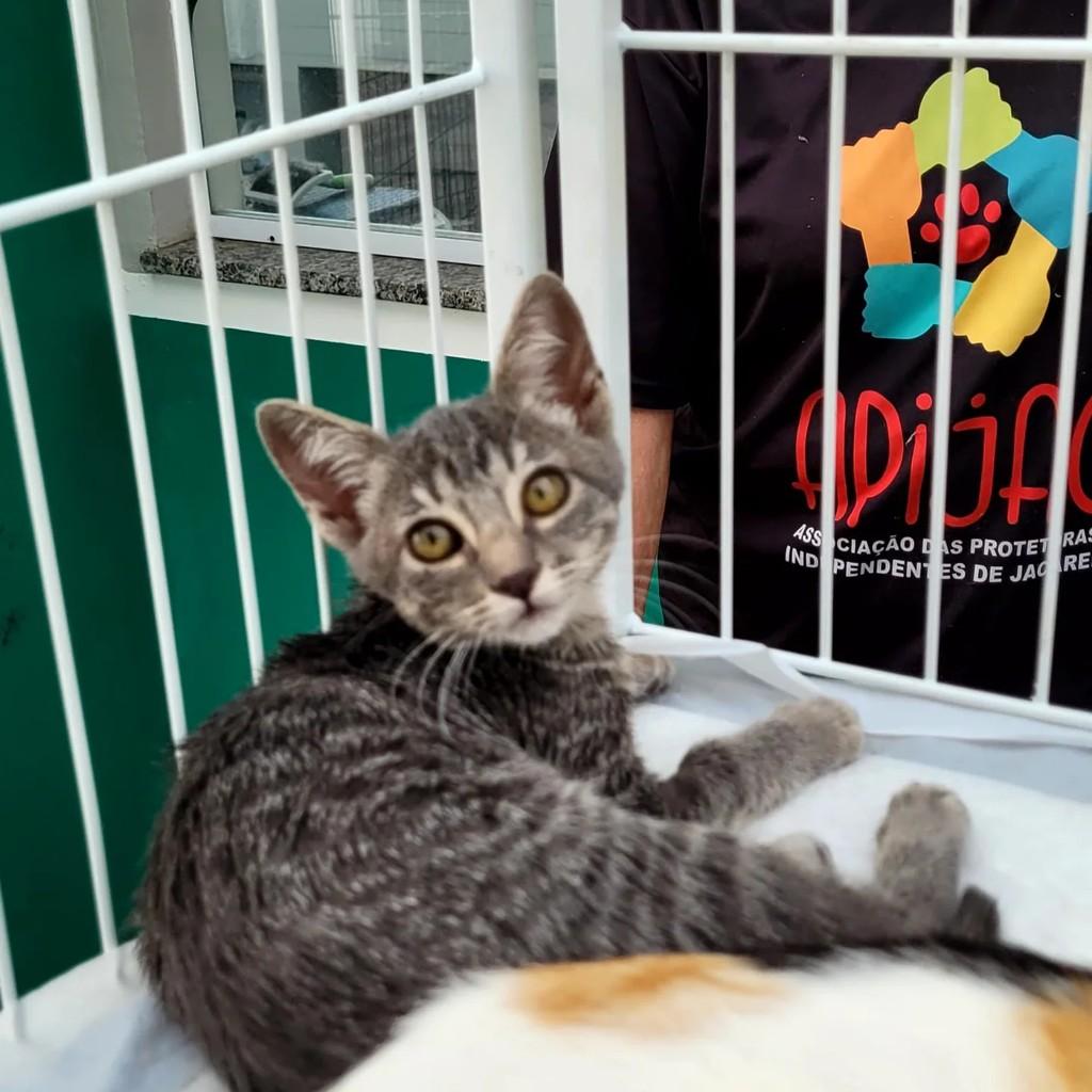 Linda, gata para adoção em Jacareí - SP