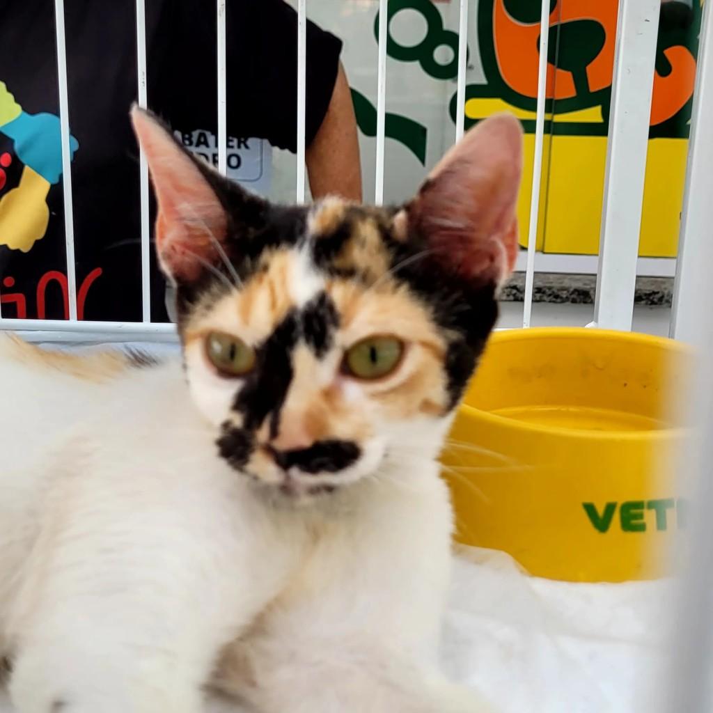 Morgana, gato de porte pequeno para adoção em Jacareí - SP