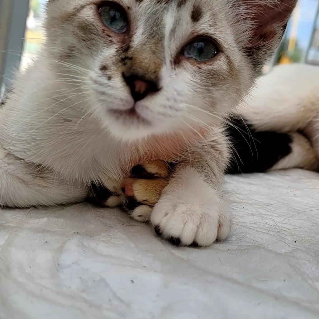Princesa, gato de porte pequeno para adoção em Jacareí - SP