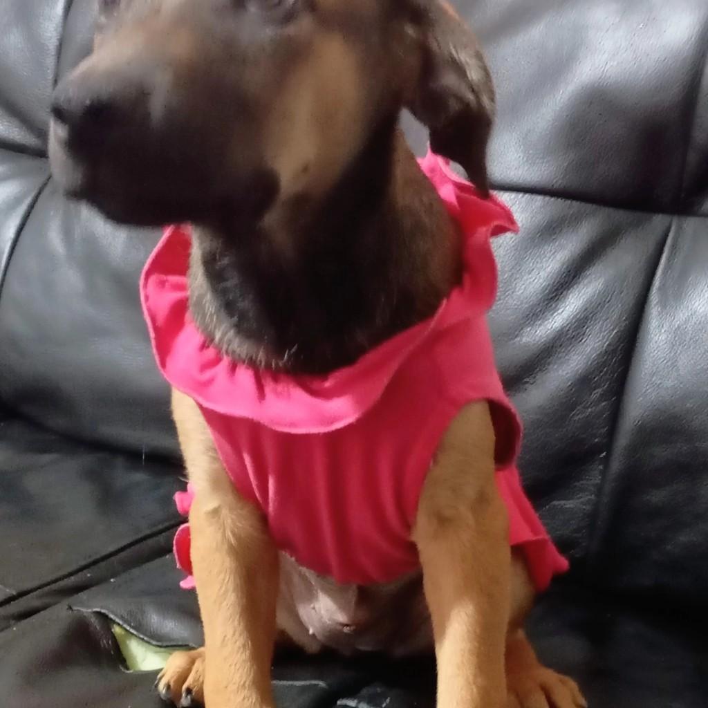 Lucy, cachorro de porte médio para adoção em Jacareí - SP