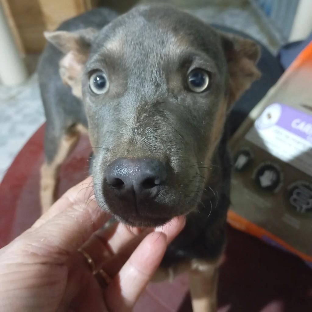 Elvis, cachorro de porte pequeno para adoção em Jacareí - SP