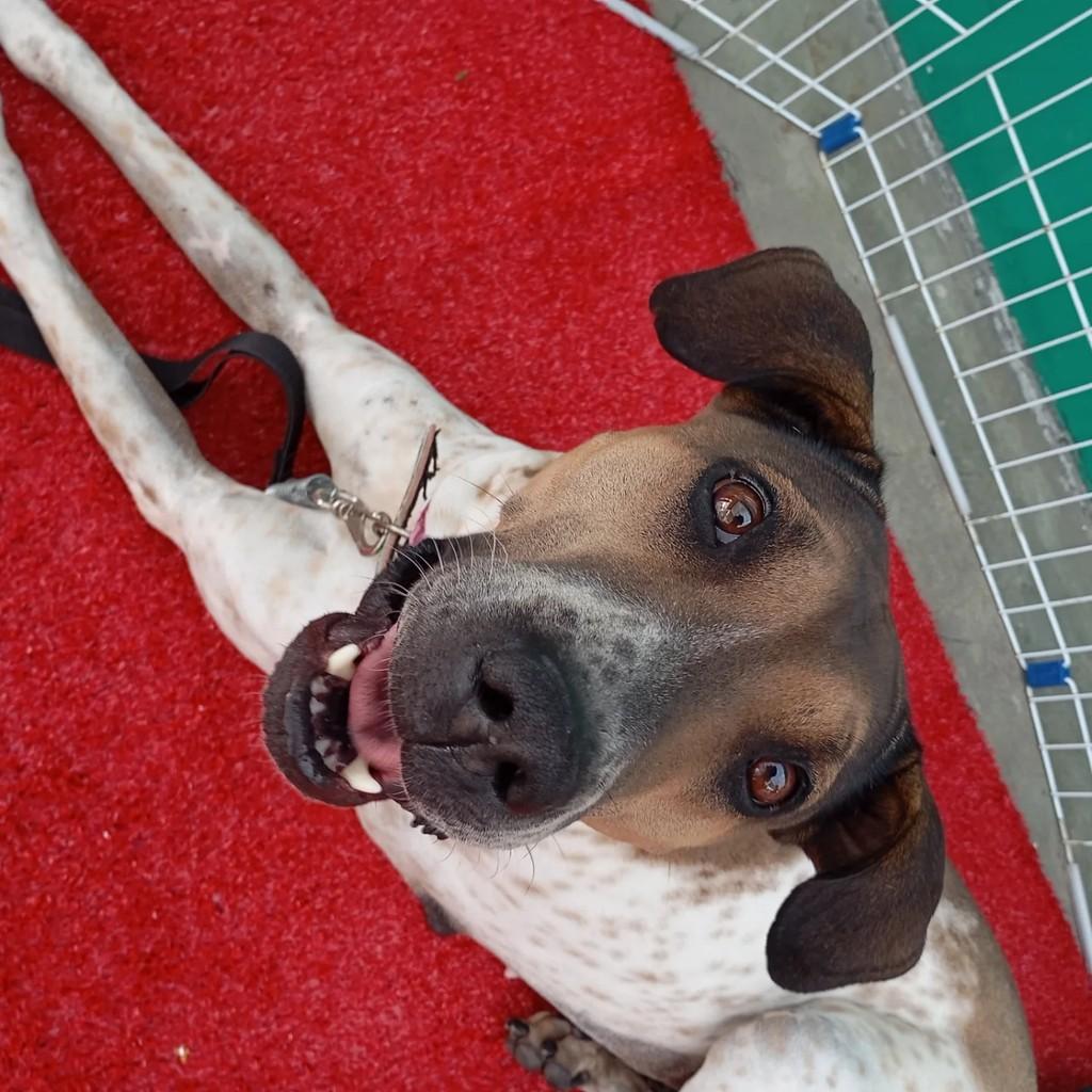 Maia, cachorro de porte médio para adoção em Jacareí - SP
