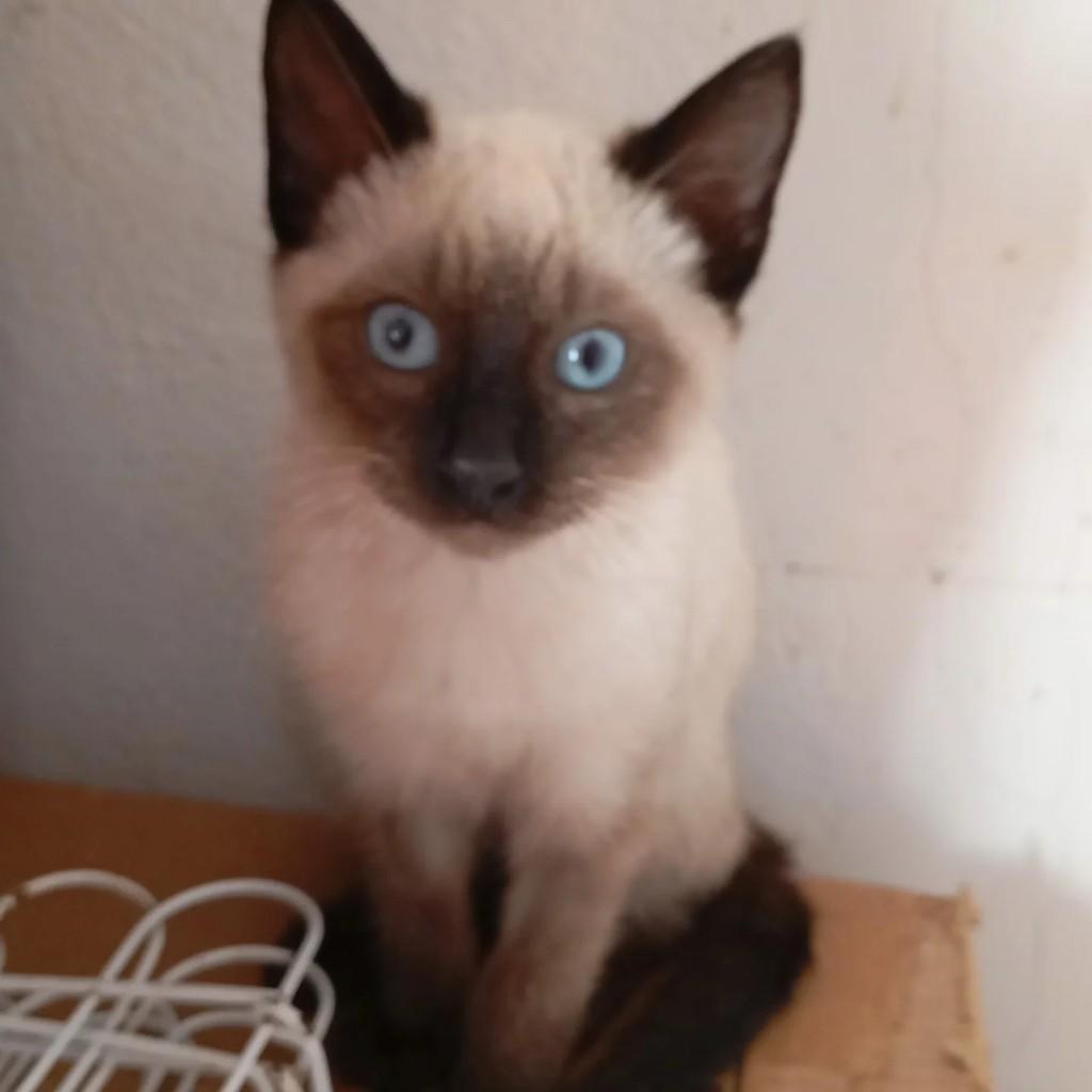 Nenê, gato de porte pequeno para adoção em Jacareí - SP