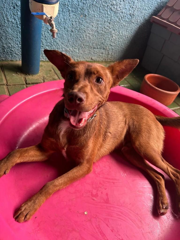 Nora, cachorro de porte pequeno para adoção em Jacareí - SP