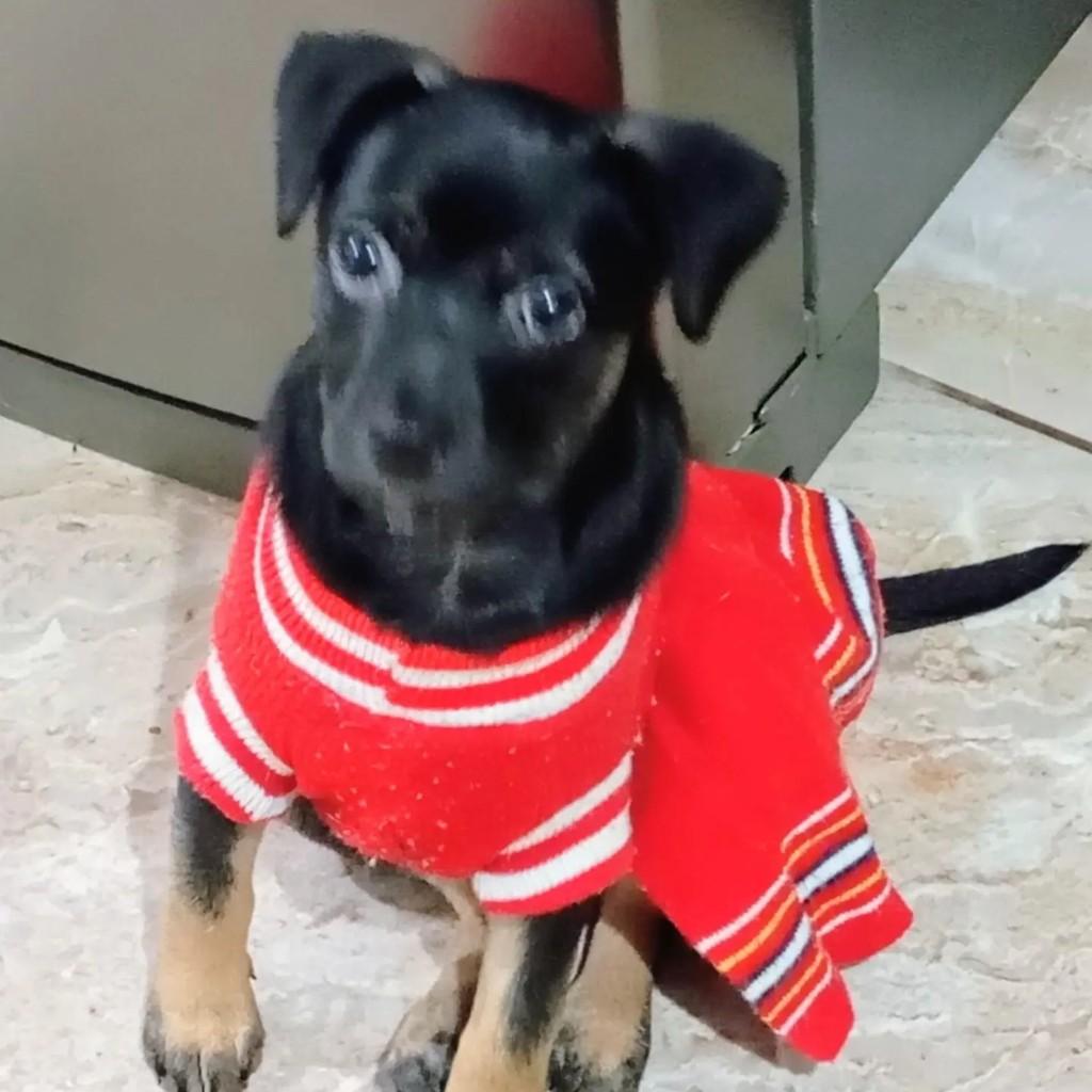 Radyja, cachorro de porte médio para adoção em Jacareí - SP