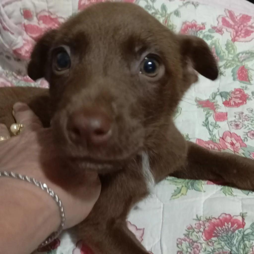 Cacau, cachorro de porte médio para adoção em Jacareí - SP