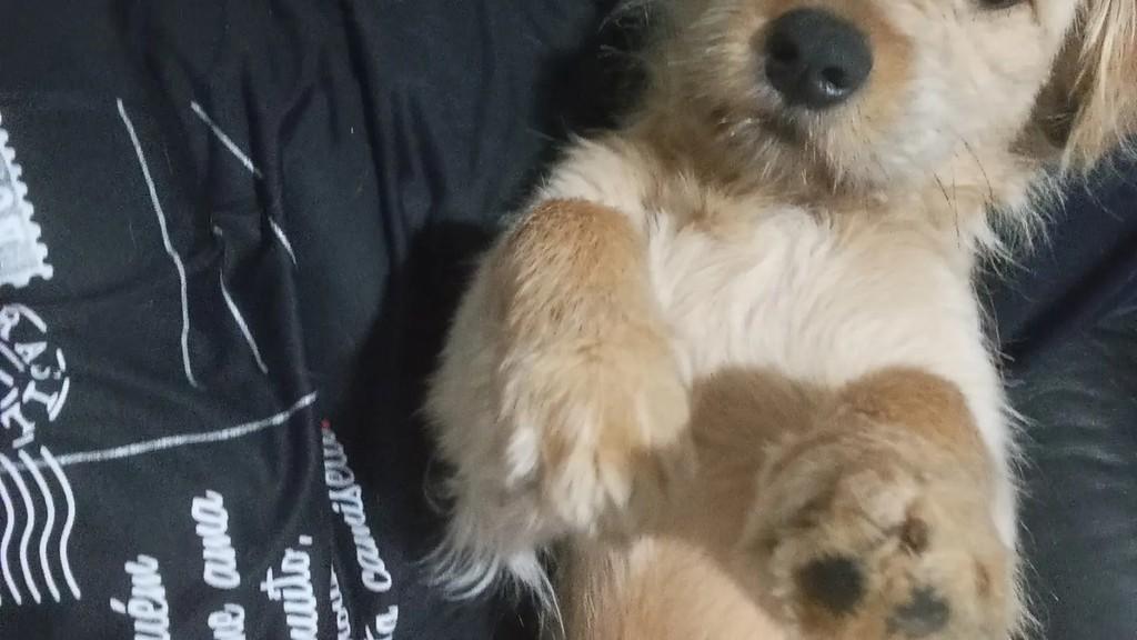 Bolinha, cadela de porte pequeno para adoção em Jacareí - SP