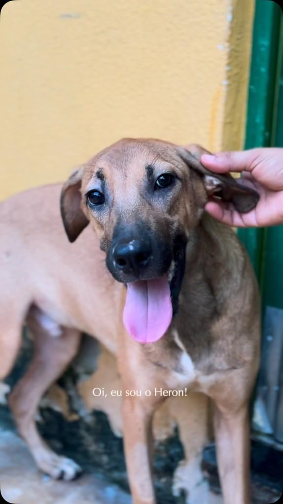 Heron, cachorro de porte médio para adoção em Teresina - PI
