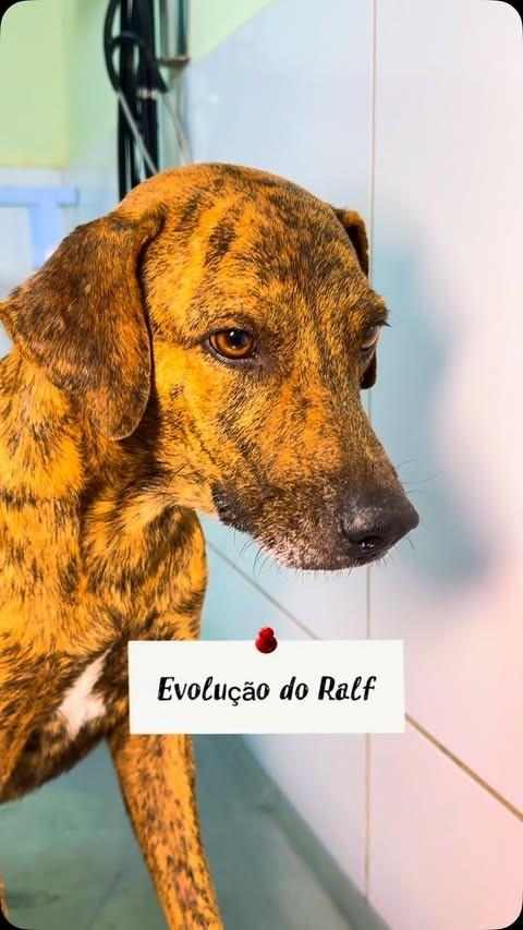 Ralf, cachorro de porte médio para adoção em Teresina - PI