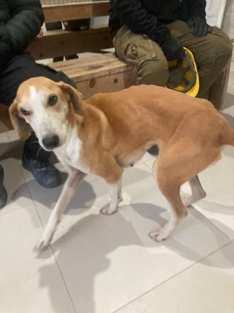 Uma Menina, cadela de porte médio para adoção em Chuí - RS