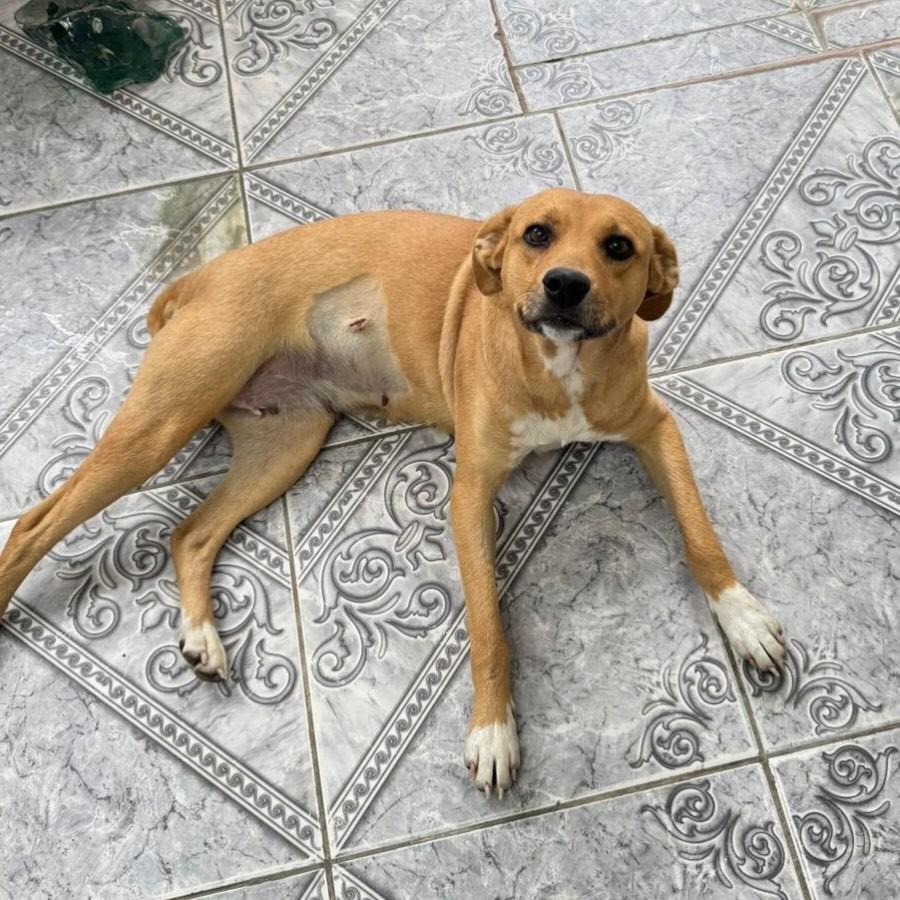 Mocinha, cadela de porte médio para adoção em Chuí - RS