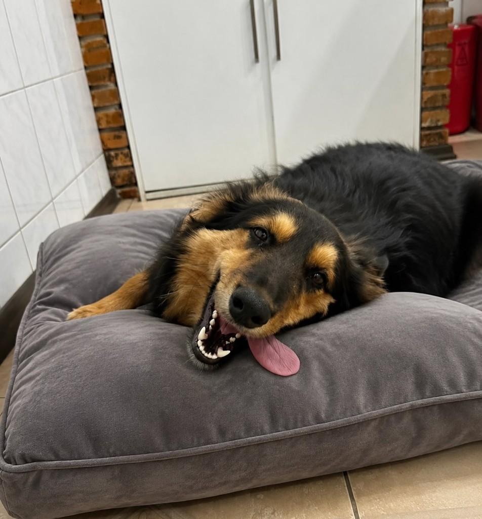 Camilo, cachorro de porte médio para adoção em Chuí - RS