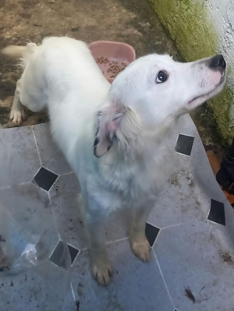 Cachorrinha, cadela de porte pequeno para adoção em Chuí - RS