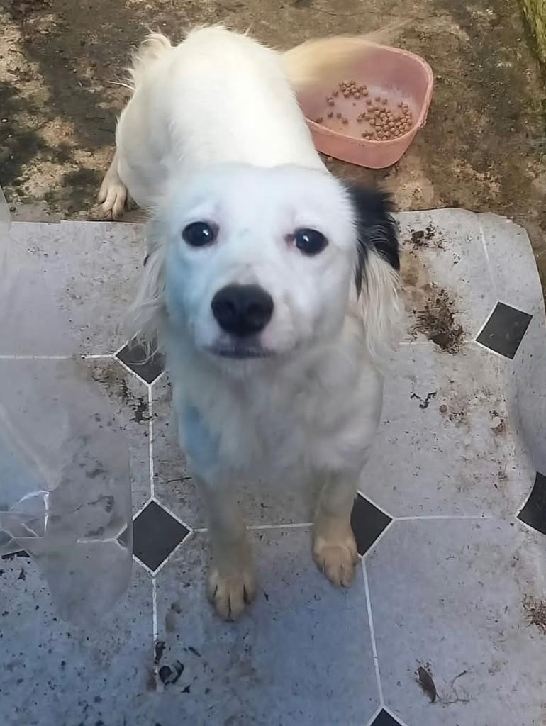 Cachorrinha, cadela de porte pequeno para adoção em Chuí - RS — foto 2 de 3