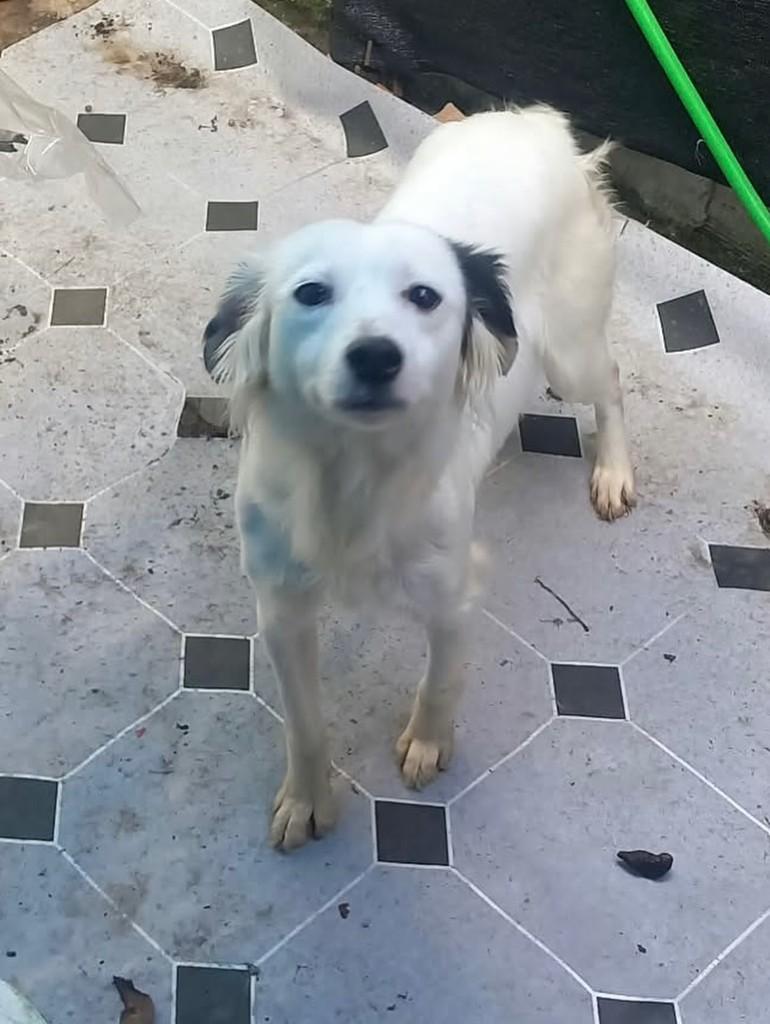 Cachorrinha, cadela de porte pequeno para adoção em Chuí - RS — foto 3 de 3