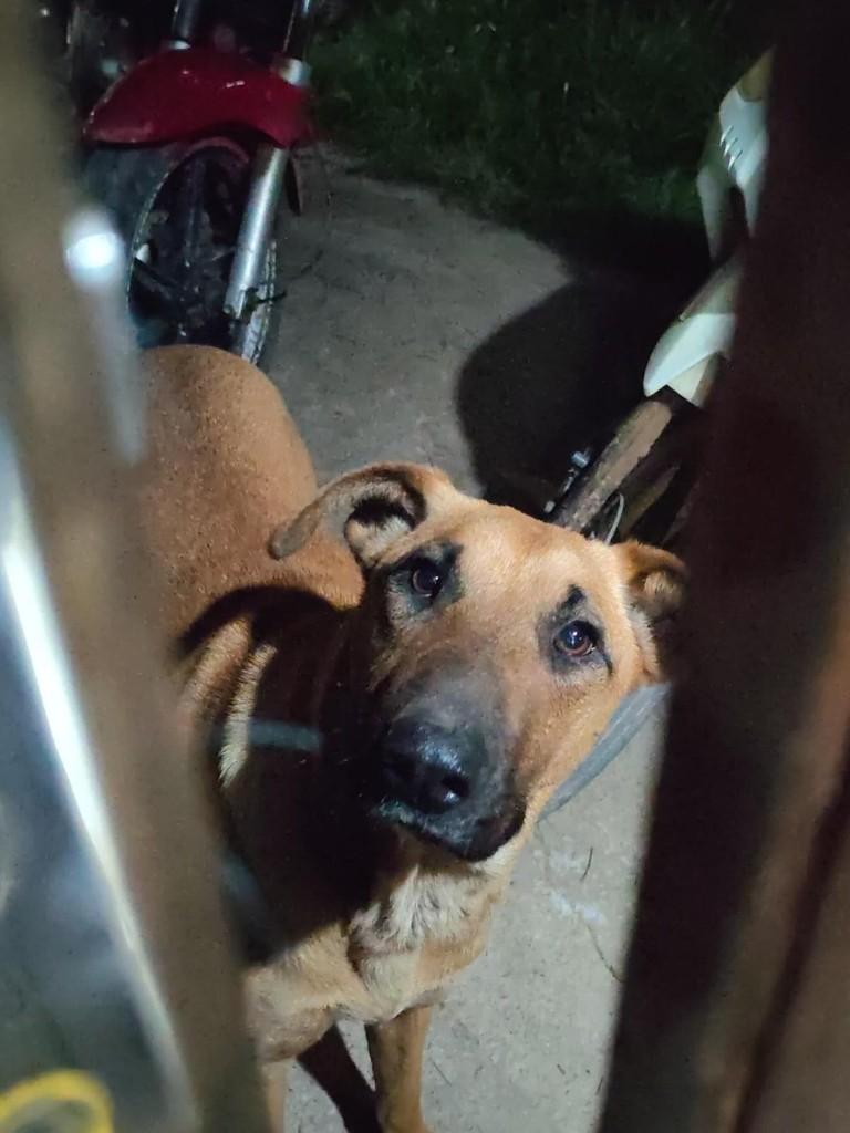 Chuy, cadela de porte médio para adoção em Chuí - RS