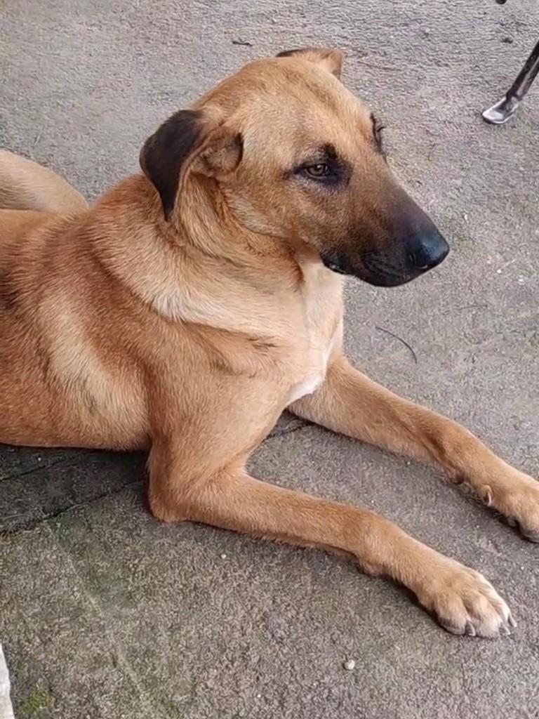 Chuy, cadela de porte médio para adoção em Chuí - RS — foto 2 de 2