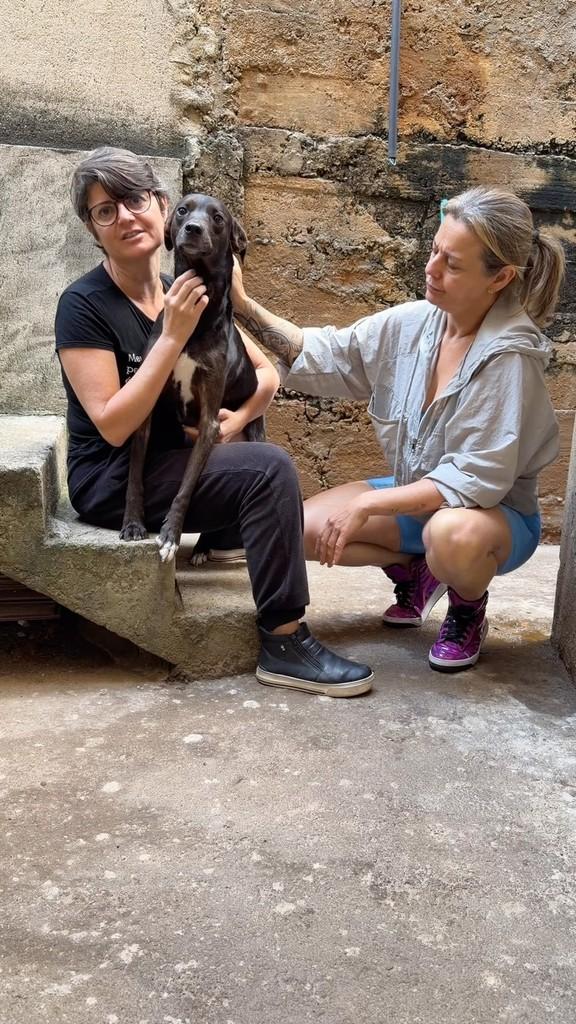 Anastácia, cachorro de porte médio para adoção em Viçosa - MG