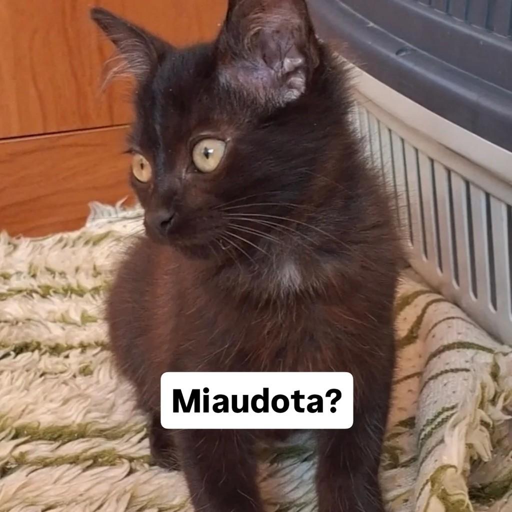Pretinho, gato de porte grande para adoção em Viçosa - MG