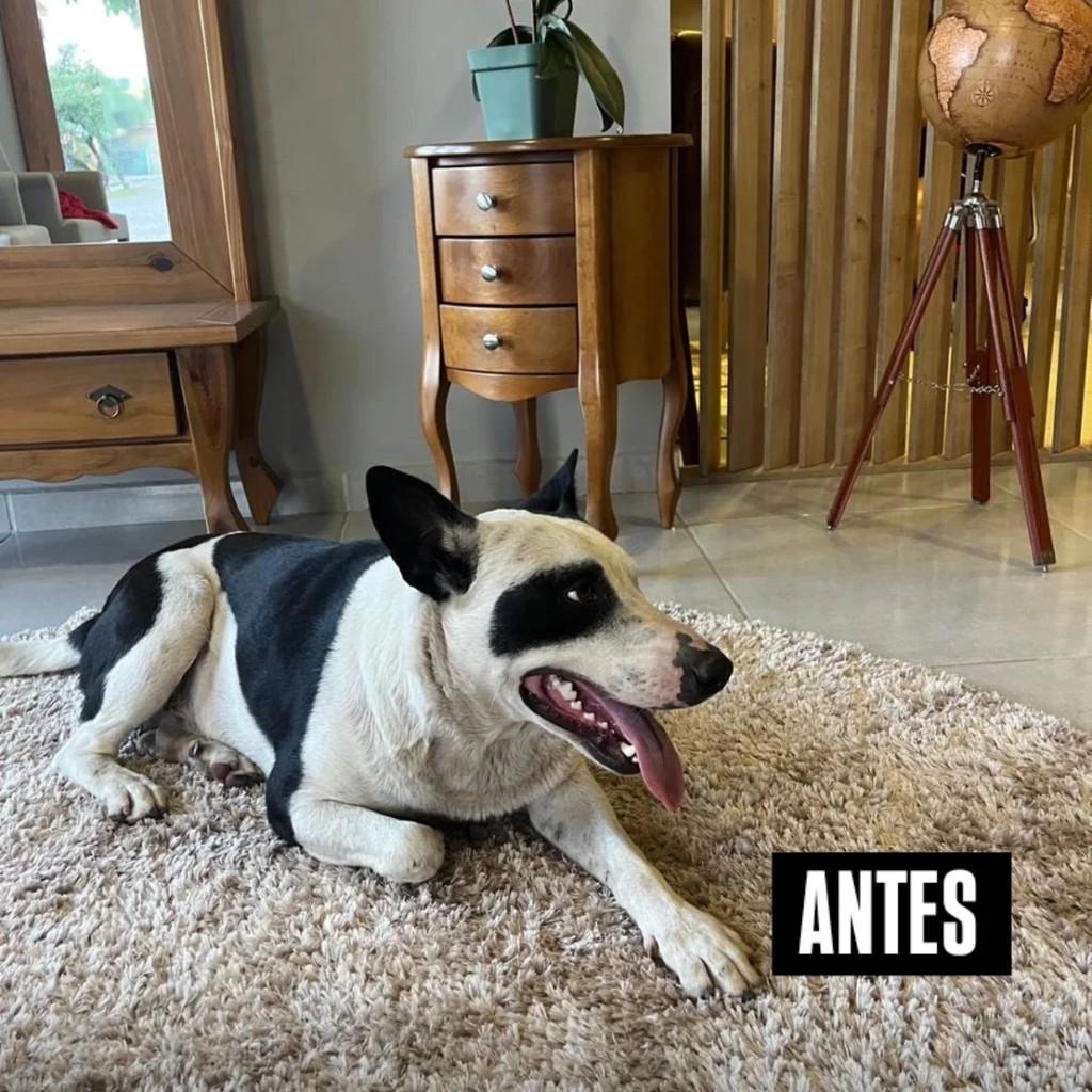 Pirata, cachorro de porte médio para adoção em Dom Pedrito - RS