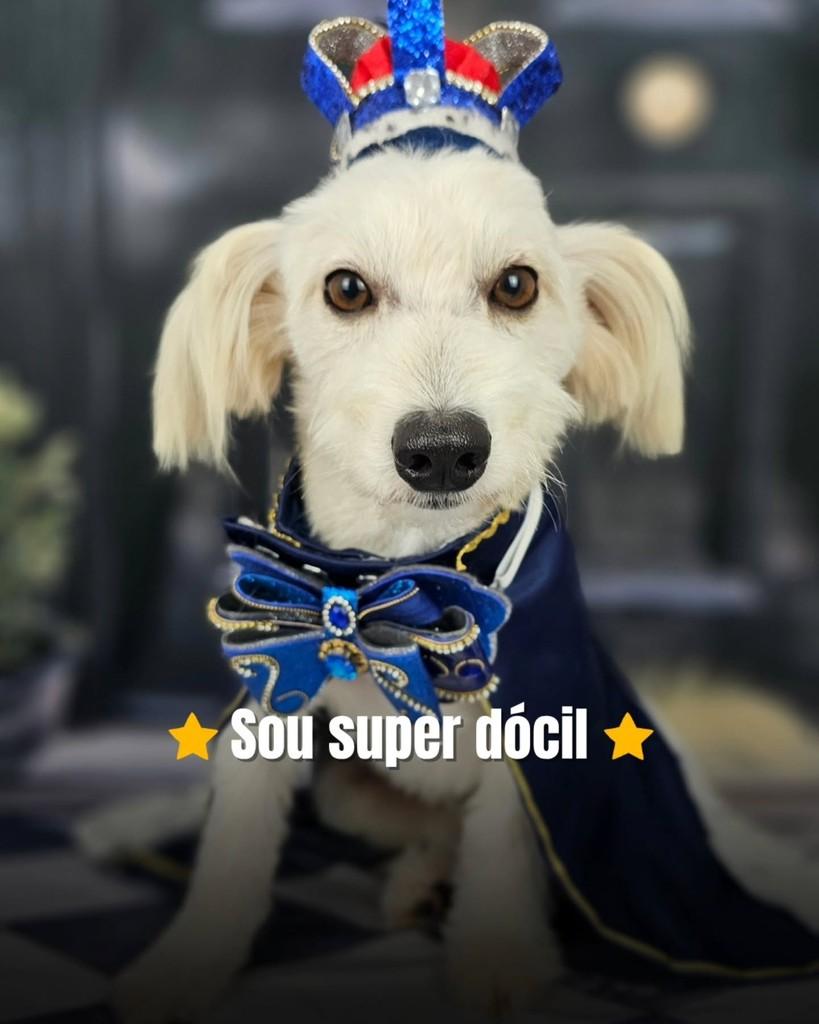 Fofão, cachorro de porte pequeno para adoção em Tenente Portela - RS