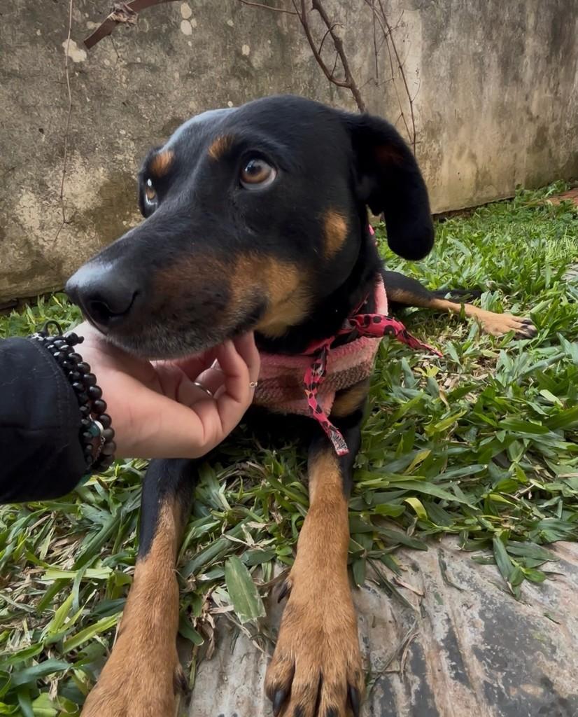 Zara, cadela de porte médio para adoção em Tenente Portela - RS