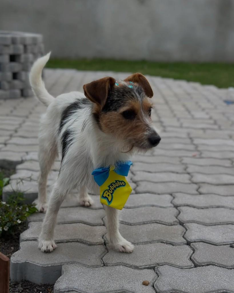 Fiapo, cachorro de porte pequeno para adoção em Tenente Portela - RS