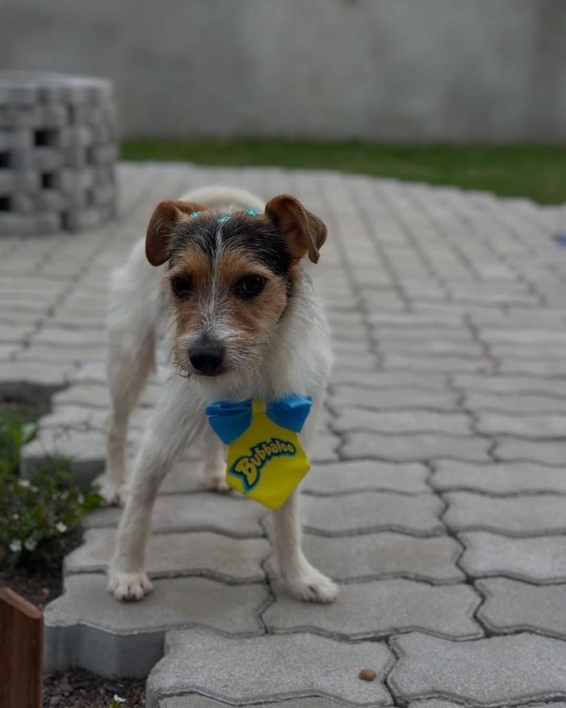 Fiapo, cachorro de porte pequeno para adoção em Tenente Portela - RS — foto 2 de 5