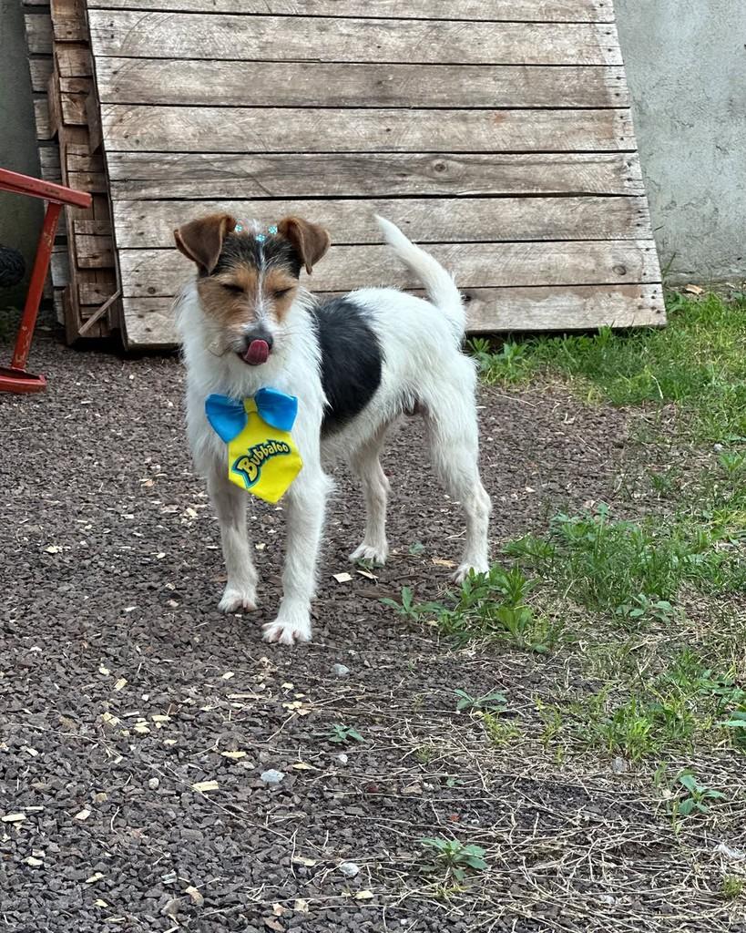 Fiapo, cachorro de porte pequeno para adoção em Tenente Portela - RS — foto 3 de 5