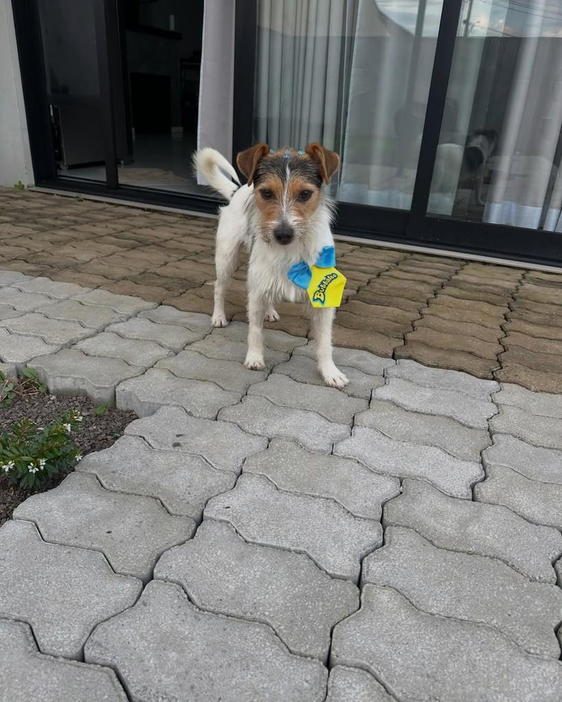 Fiapo, cachorro de porte pequeno para adoção em Tenente Portela - RS — foto 4 de 5