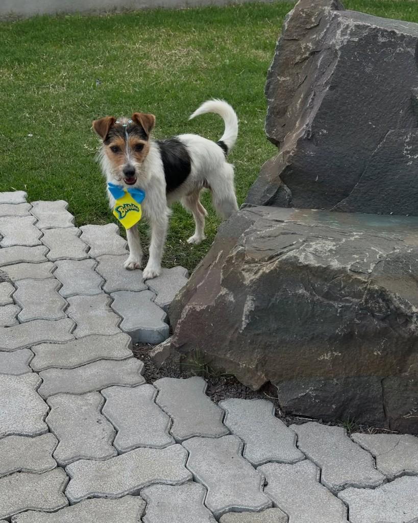 Fiapo, cachorro de porte pequeno para adoção em Tenente Portela - RS — foto 5 de 5