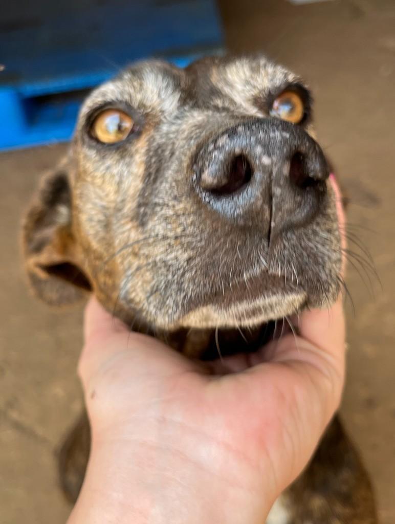 Morena, cachorro de porte médio para adoção em Cláudia - MT